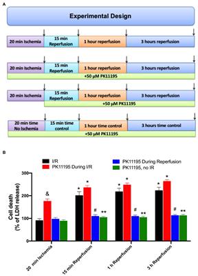 PK11195 Protects From Cell Death Only When Applied During Reperfusion: Succinate-Mediated Mechanism of Action